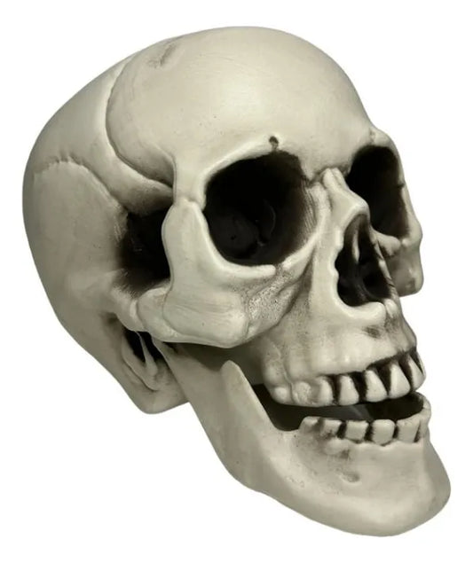 Craneo Decorativo Pvc Fiesta Halloween 23cm