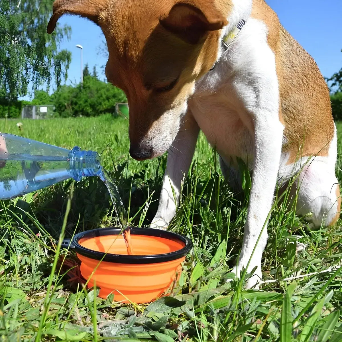 Plato De Goma Plegable Portátil Para Mascotas 350ml