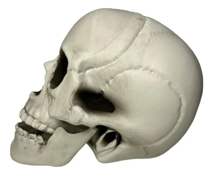 Craneo Decorativo Pvc Fiesta Halloween 23cm